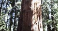 Hiking Among the Redwoods in California’s Muir Woods