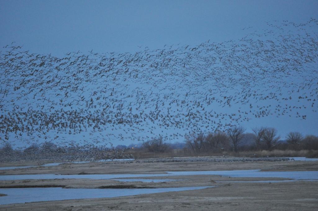 Nebraska Crane Migration 2025