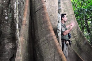Amazon 300 year old ficus tree