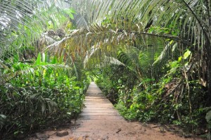 Amazon trail