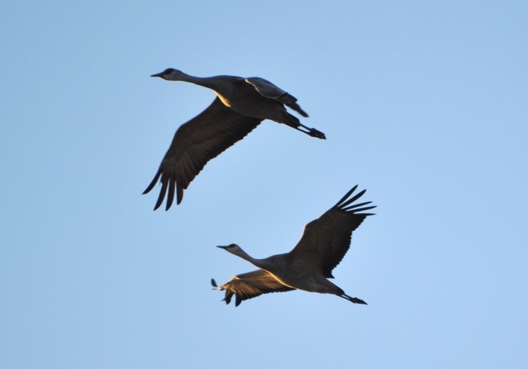 Nebraska’s Crane Migration: A Wildlife Wonder of the World